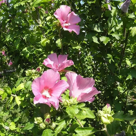 Vakantiehuis Ferienhaus-loidl