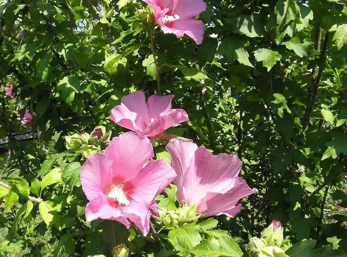 بيت للعطل Ferienhaus-loidl